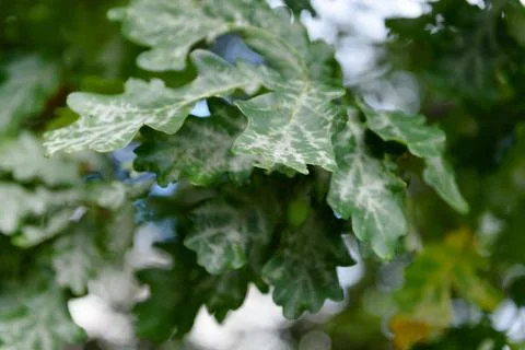 Oak tree leaves sunlight Stock Photos