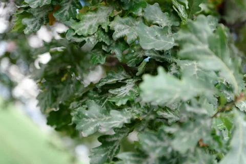 Oak tree leaves sunlight Stock Photos