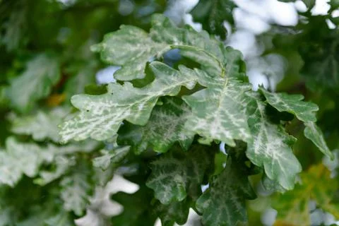 Oak tree leaves sunlight Stock Photos