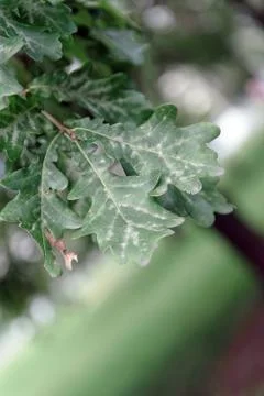 Oak tree leaves sunlight Stock Photos