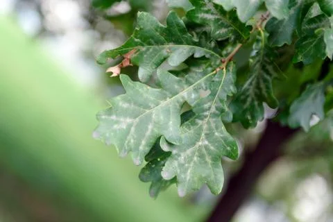 Oak tree leaves sunlight Stock Photos