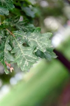 Oak tree leaves sunlight Stock Photos
