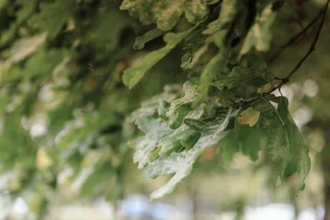 Oak tree leaves sunlight Stock Photos