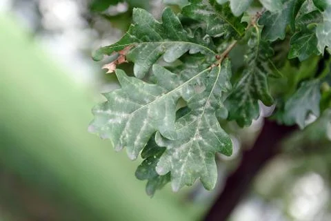 Oak tree leaves sunlight Stock Photos