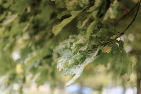 Oak tree leaves sunlight Stock Photos