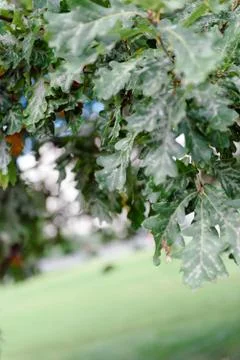 Oak tree leaves sunlight Stock Photos