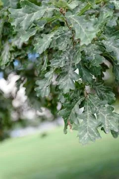 Oak tree leaves sunlight Stock Photos