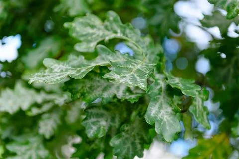 Oak tree leaves sunlight Stock Photos