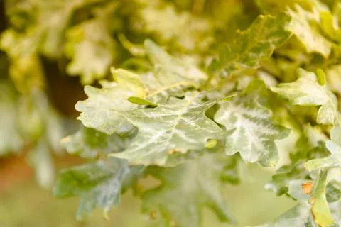 Oak tree leaves sunlight Stock Photos