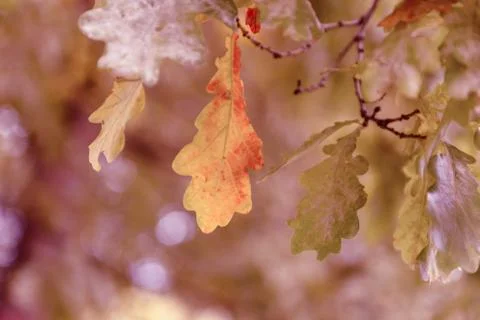 Oak tree leaves sunlight Stock Photos