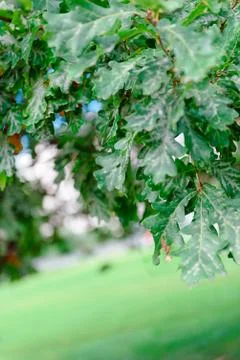 Oak tree leaves sunlight Stock Photos