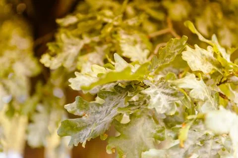 Oak tree leaves sunlight Stock Photos