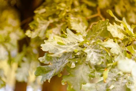 Oak tree leaves sunlight Stock Photos