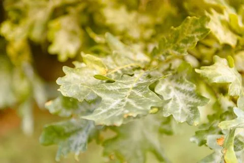Oak tree leaves sunlight Stock Photos