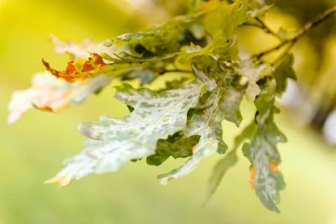 Oak tree leaves sunlight Stock Photos