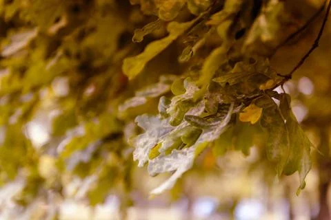 Oak tree leaves sunlight Stock Photos