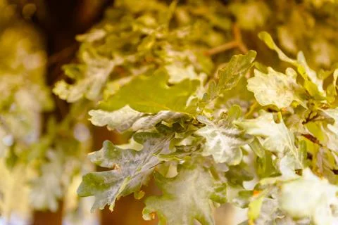Oak tree leaves sunlight Stock Photos