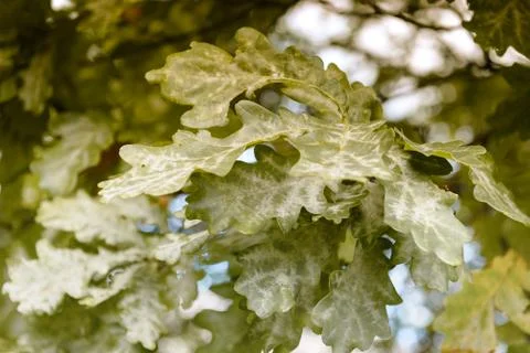 Oak tree leaves sunlight Stock Photos