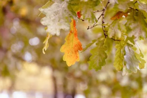 Oak tree leaves sunlight Stock Photos