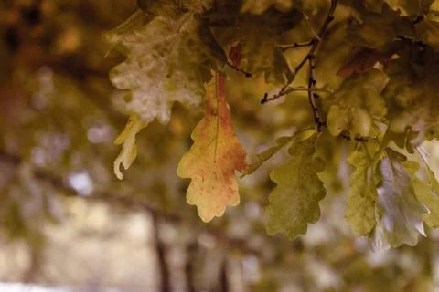 Oak tree leaves sunlight Stock Photos