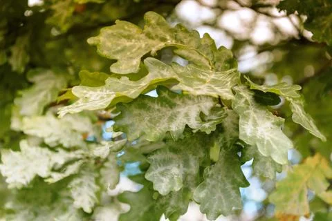 Oak tree leaves sunlight Stock Photos