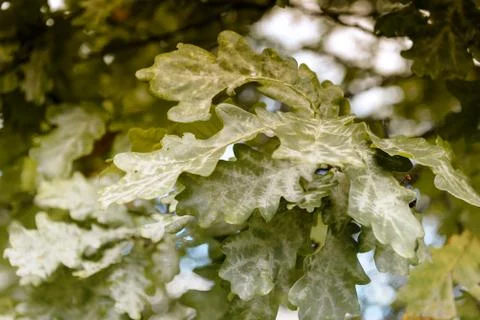 Oak tree leaves sunlight Stock Photos