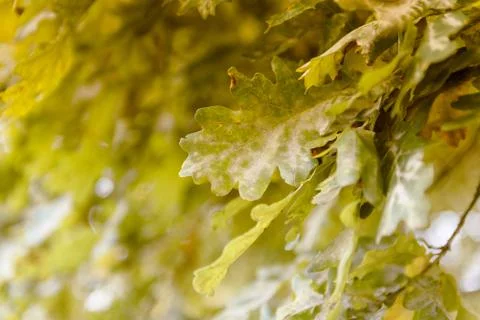 Oak tree leaves sunlight Stock Photos