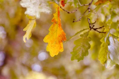 Oak tree leaves sunlight Stock Photos