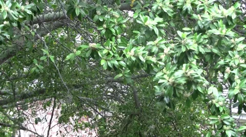 Oak tree leaves sway in wind on cloudy windy day outdoors Video stock 36622722