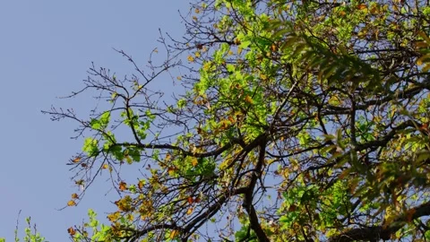 Oak Tree Leaves Swaying in the Breeze Blue Sky, Slow Motion Stock Footage 342179503