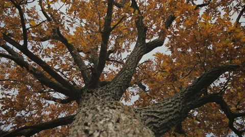 Oak Tree. Leaves Swaying In The Wind. Autumn Stock Footage 117365439