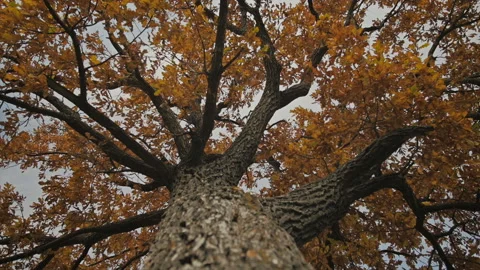 Oak Tree. Leaves Swaying In The Wind. Autumn Stock Footage 117366113