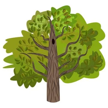 Oak tree with leaves vector image isolated on white Stock Illustration