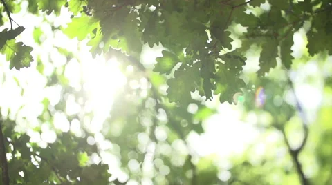 Oak tree leaves in the wind Vidéo 46848061