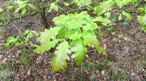 Oak tree leaves wobbling in the wind Stock Footage 50530634