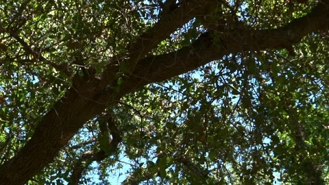 Oak Tree Limb Pan Down to Hanging Noose Lying on the Ground Stock Footage 90769030