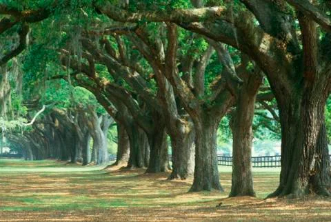 Oak tree lined road at Boone Hall Plantation, Charleston, South Carolina 스톡 사진