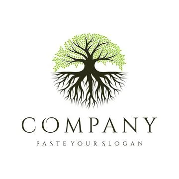 Oak tree logo design, tree and root vector. Tree of life logo design inspirat Stock Illustration