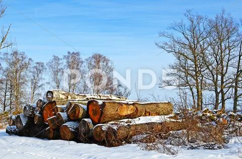 Oak tree logpile Stock Photos