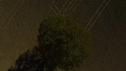 Oak, tree, lonely oak field, single tree, aerial drone footage Video stock 89806889