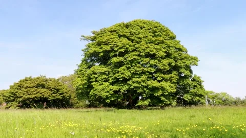 Oak tree in meadow Stock Footage 274906375