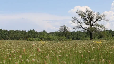 Oak tree on a meadow with grass. Ecology concept with blue sky background Stock Footage 38834144