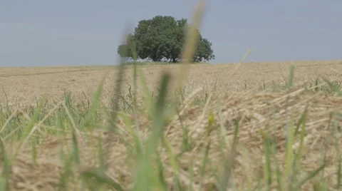 An oak tree in the middle of wheat field Stock Footage 43863130