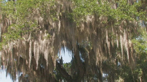 Oak Tree Moss Clip 1 Stock Footage 678098