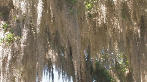 Oak Tree Moss Clip 2 Stock Footage 678586