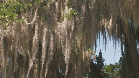 Oak Tree Moss Clip 3 Stock Footage 678479