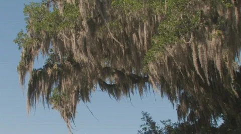 Oak Tree Moss Clip 4 Stock Footage 678406