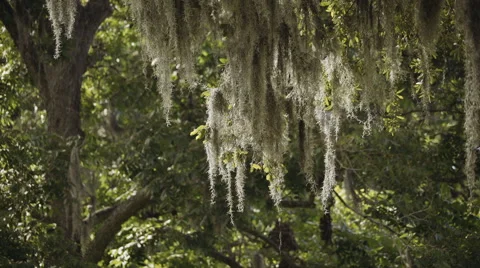 Oak tree moss in an old plantation in Charleston, South Carolina Stock Footage 65714150