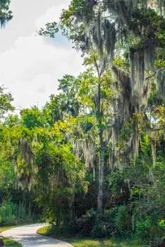 Oak tree moss Stock Photos