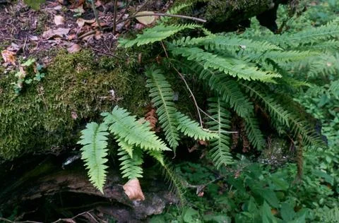 Oak tree moss wrapped with lots of Common Polypody ferns,Bialowieza Forest,Po Stock Photos